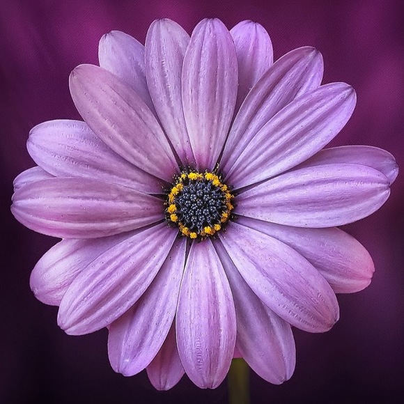 Meet your Posher, Mirella - Picture 1 of 1